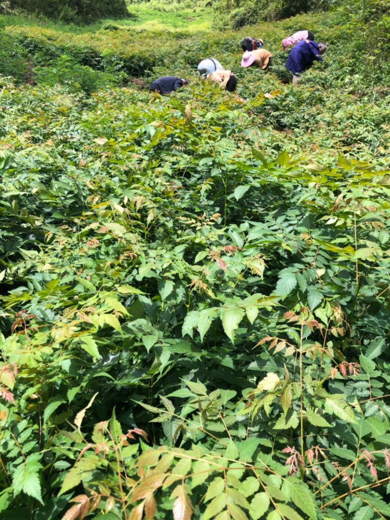 栾树苗（容器苗和裸根苗均有）各规格齐全、公司基地自育自销