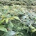 栾树苗（容器苗和裸根苗均有）各规格齐全、公司基地自育自销
