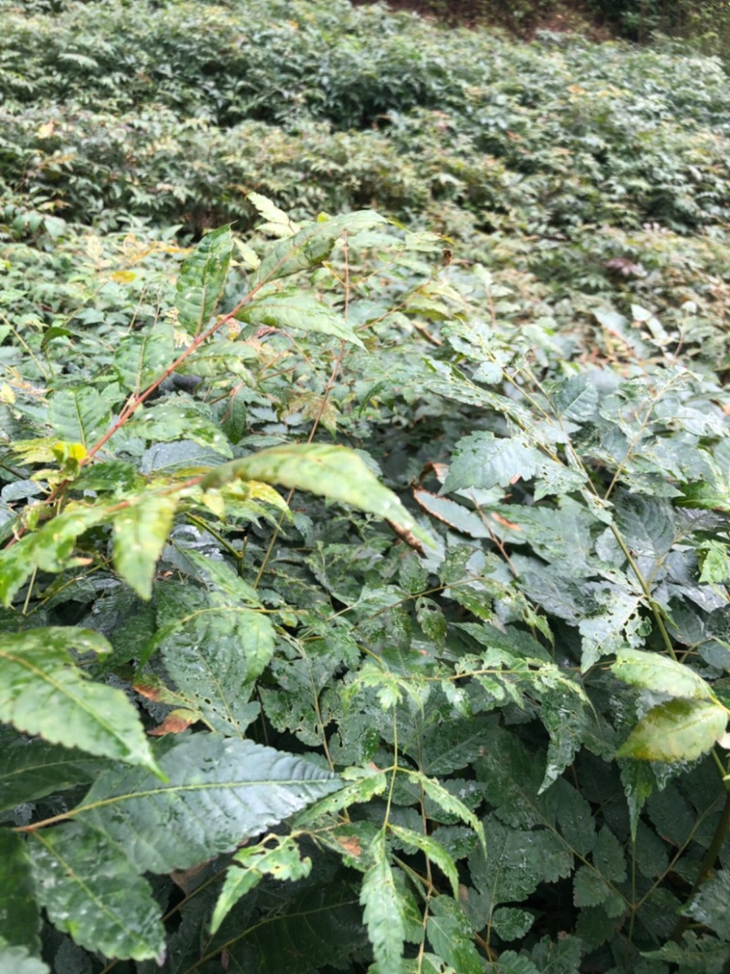 栾树苗（容器苗和裸根苗均有）各规格齐全、公司基地自育自销