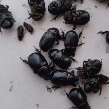 黑瞎闯子牛克朗油克朗蚰壳朗金龟子批发货源充足东北特产