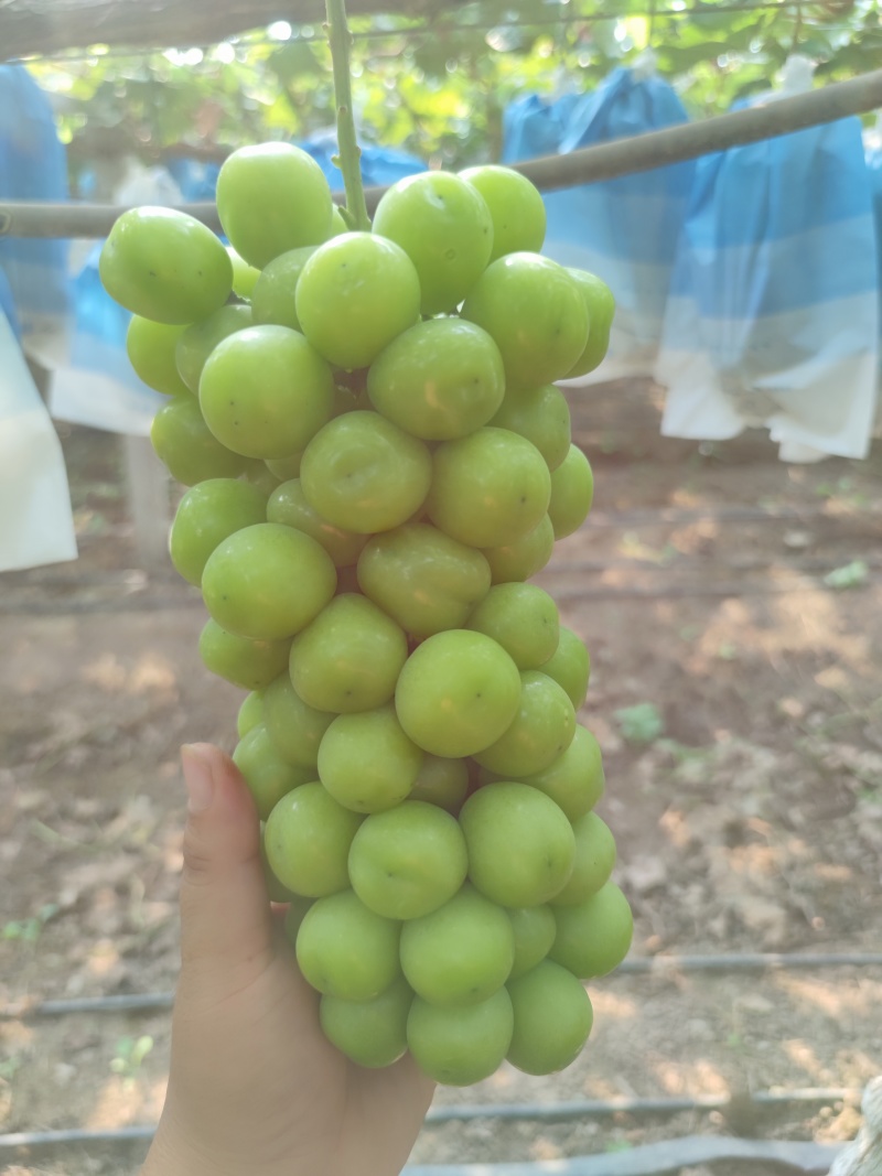 阳光玫瑰葡萄