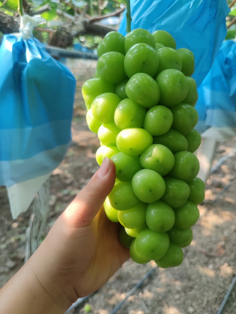 阳光玫瑰葡萄
