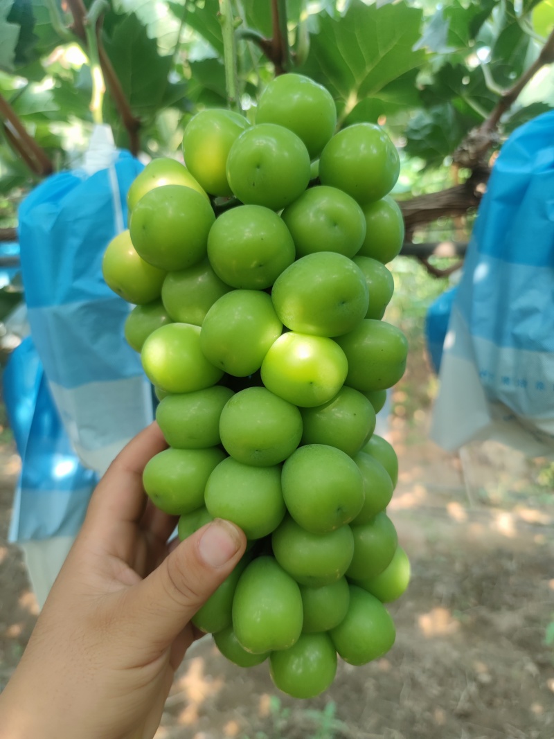 阳光玫瑰葡萄
