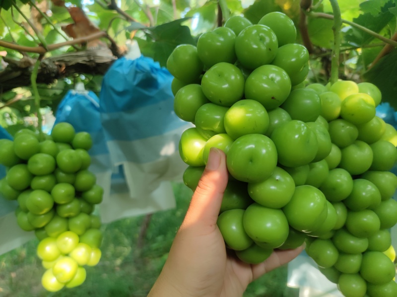 阳光玫瑰葡萄