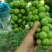 阳光玫瑰葡萄