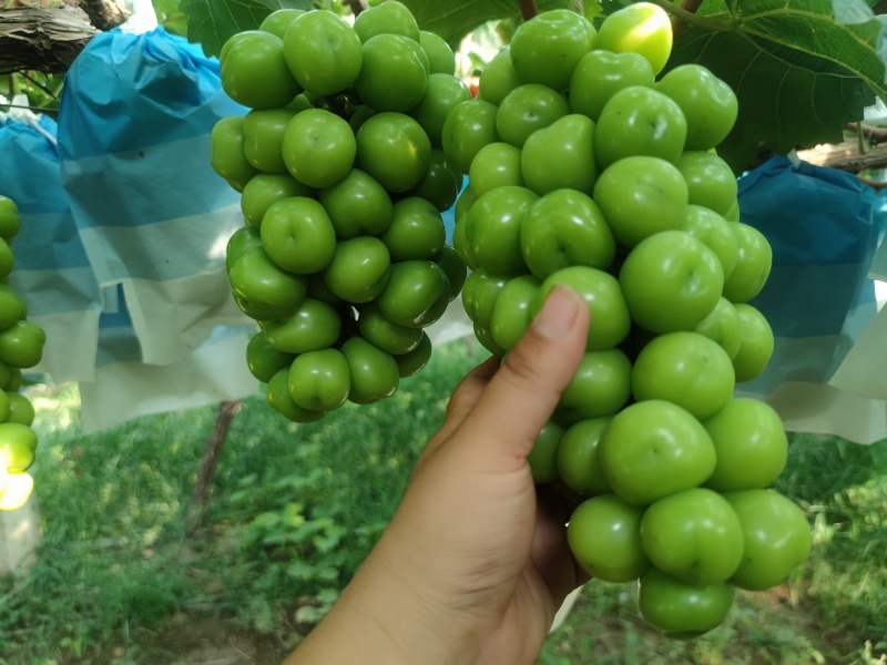 阳光玫瑰葡萄
