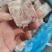猪背骨切的排骨粒，猪背骨猪脊骨排骨粒