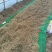 内蒙古赤峰喀喇沁旗牛营子种植户北沙参种子纯干新货