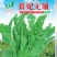 豌豆种子贵妃无须大无须豌豆尖品种茎粗叶肥脆嫩无须肯发