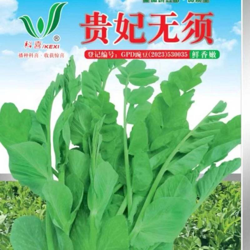 豌豆种子贵妃无须大无须豌豆尖品种茎粗叶肥脆嫩无须肯发