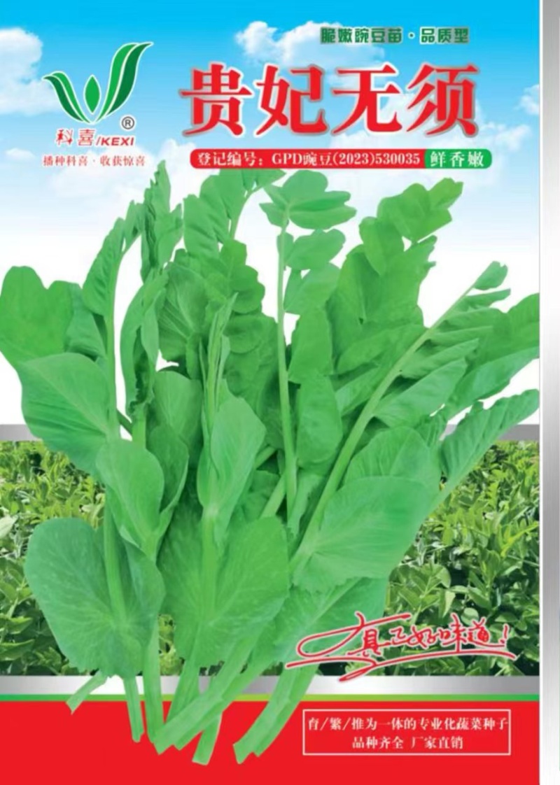 豌豆种子贵妃无须大无须豌豆尖品种茎粗叶肥脆嫩无须肯发