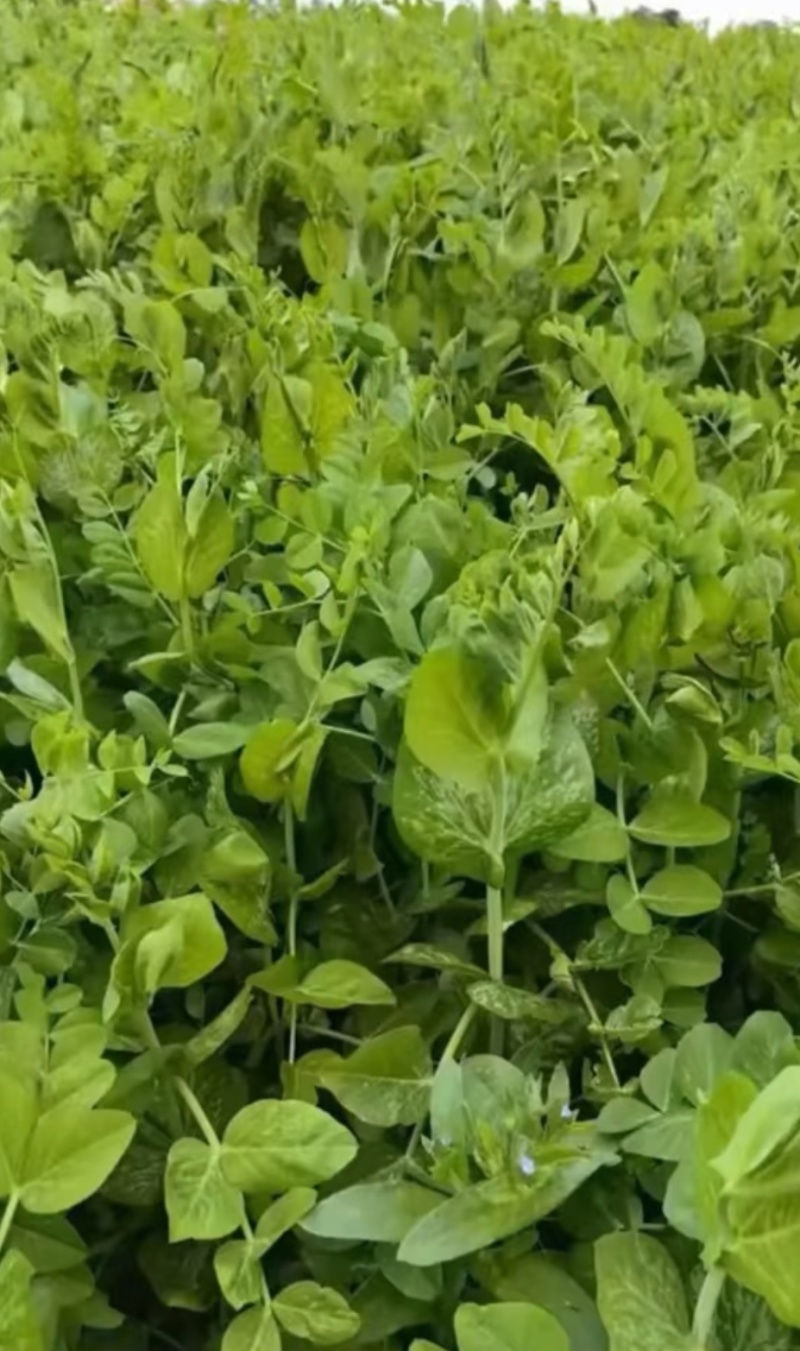 豌豆种子贵妃无须大无须豌豆尖品种茎粗叶肥脆嫩无须肯发