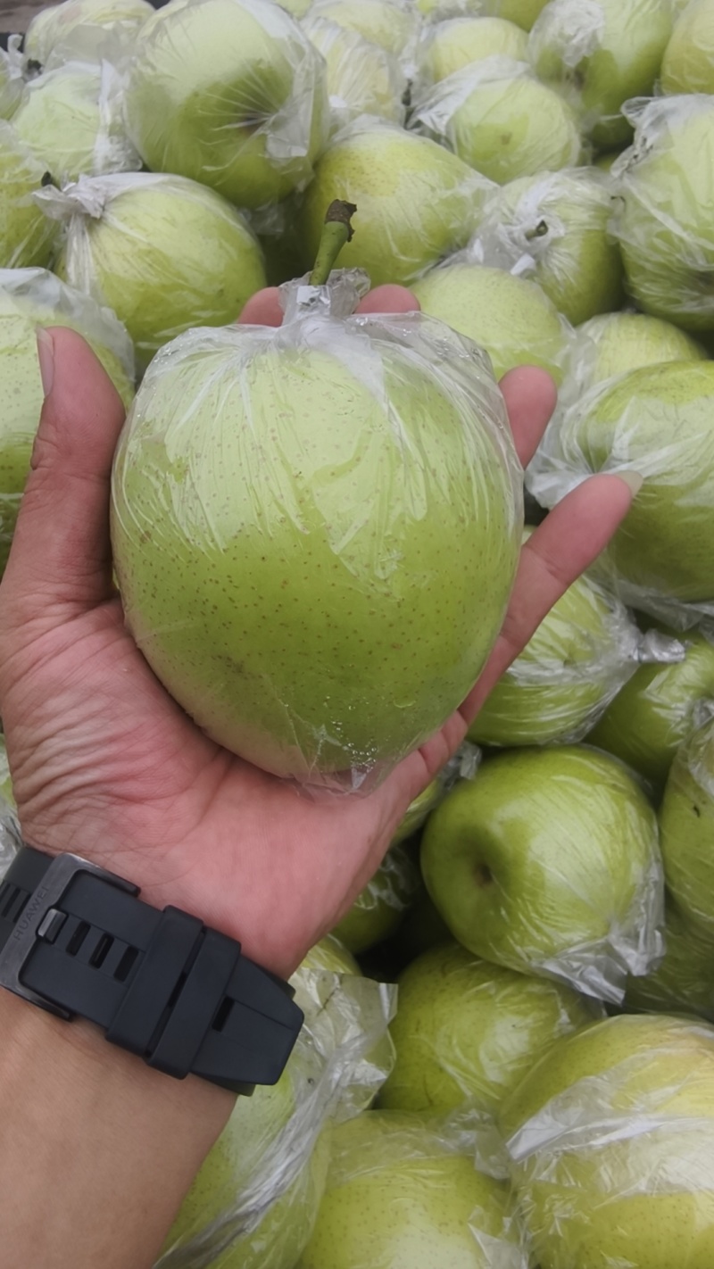 河北泊头皇冠梨