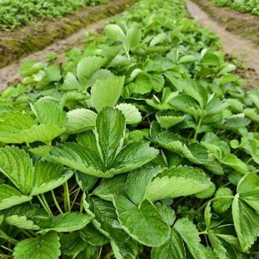 【量大优惠】广西妙香7号草莓苗品质保障对接全国批发