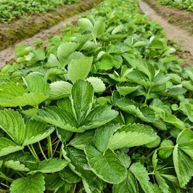 【量大优惠】广西妙香7号草莓苗品质保障对接全国批发