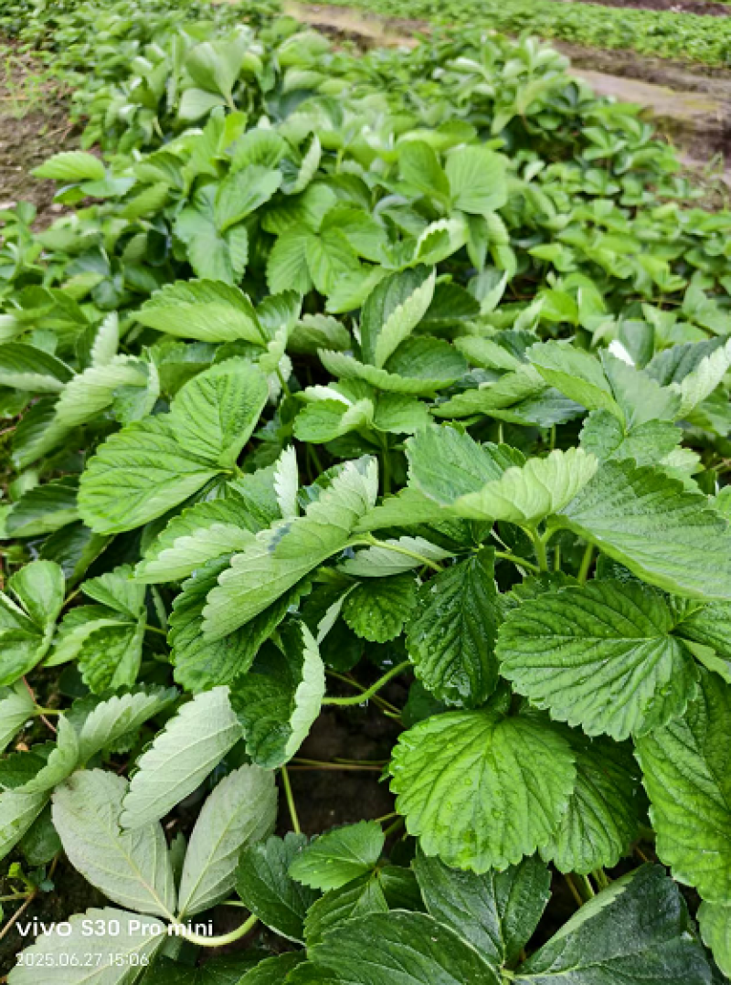 【量大优惠】广西妙香7号草莓苗品质保障对接全国批发