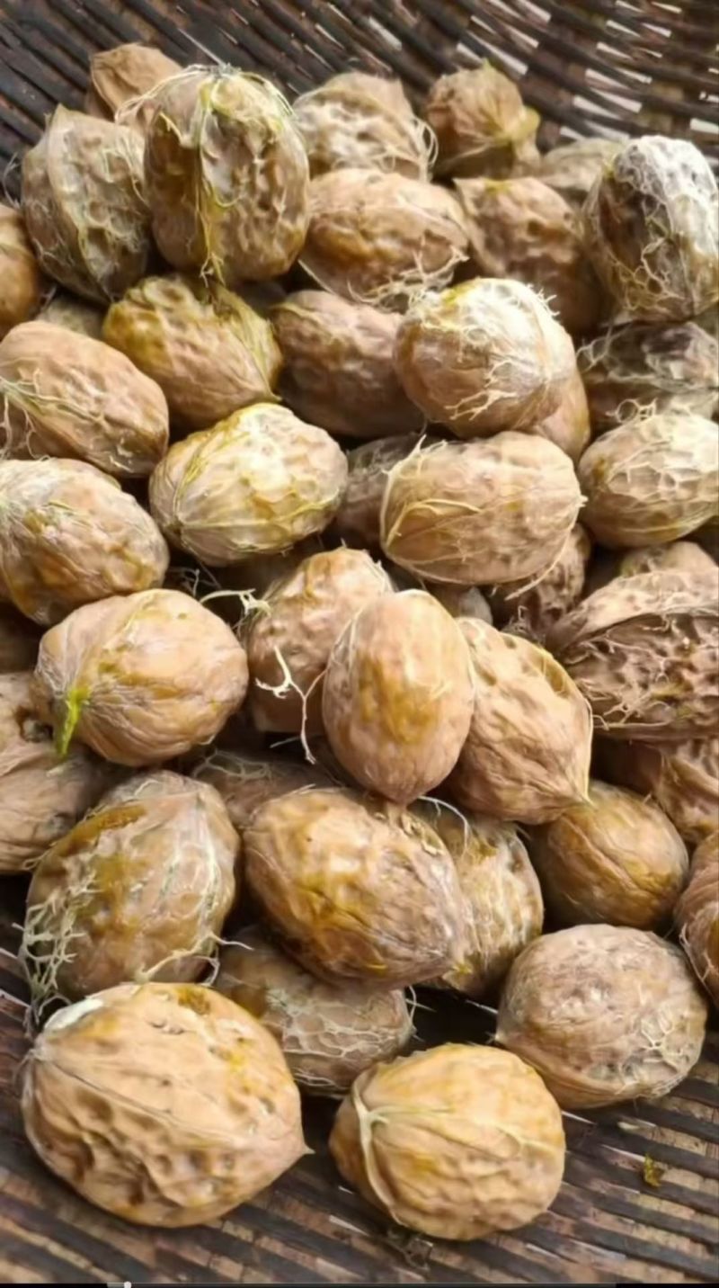 青皮核桃