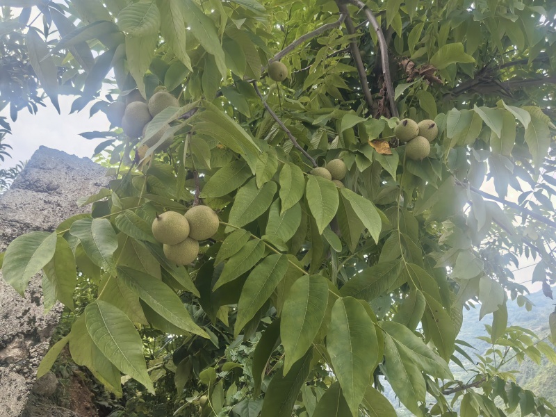 青皮核桃