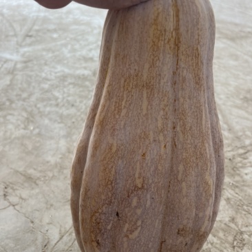 精品南瓜