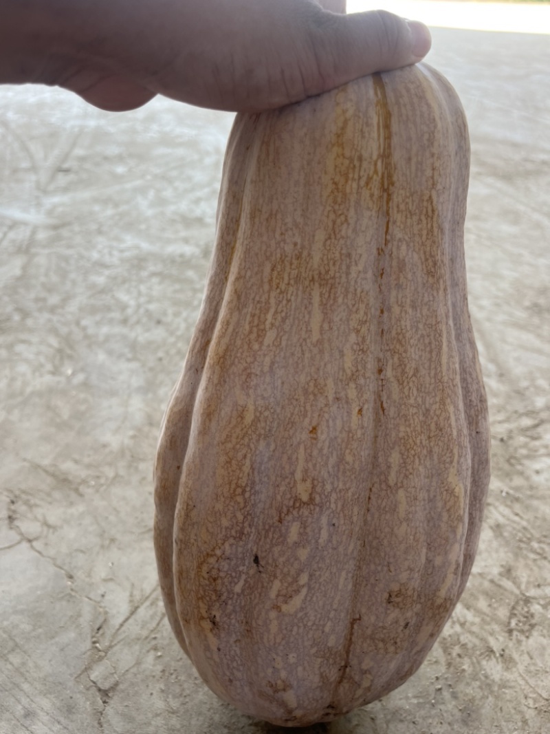 精品南瓜