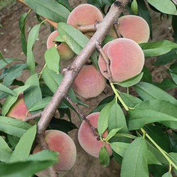 全红蜜，已大量供应，果园直发新鲜直达，商场超市电商直供
