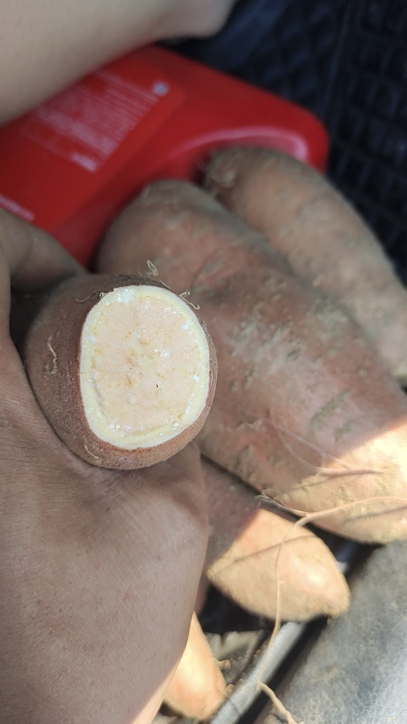 河南红薯大量供应各种红薯商薯19西瓜红大量现货济薯26.