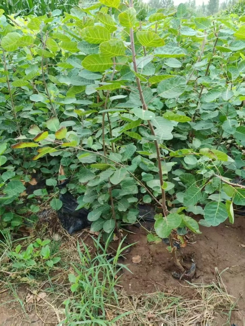 黄栌杯苗1公分