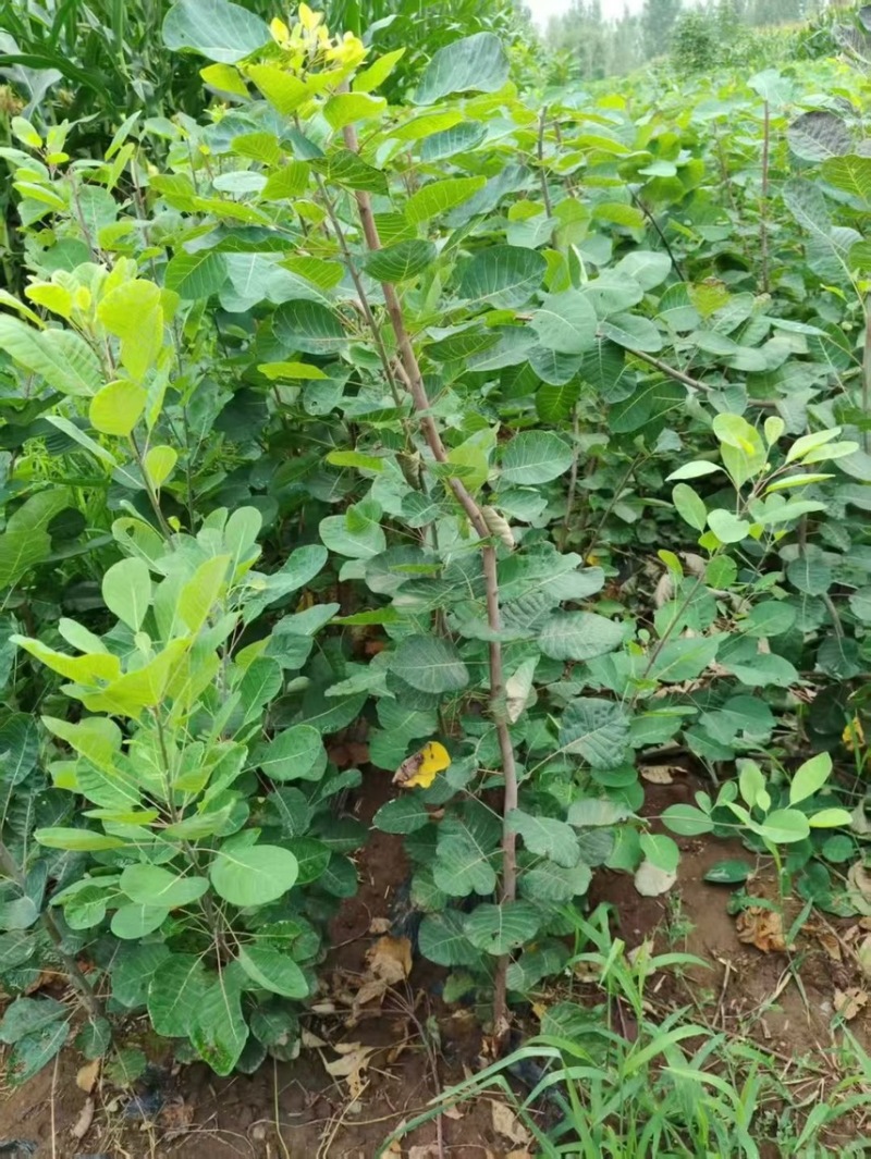 黄栌杯苗1公分