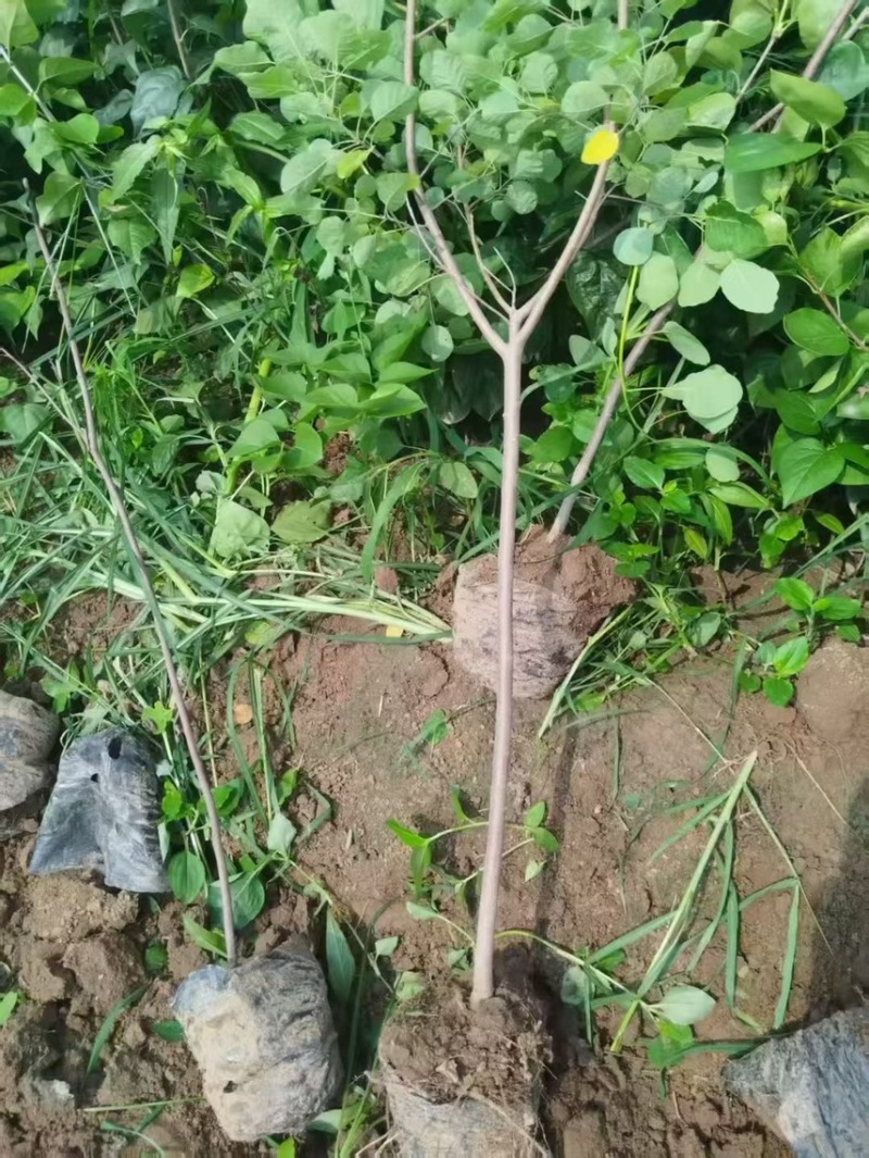 黄栌杯苗1公分