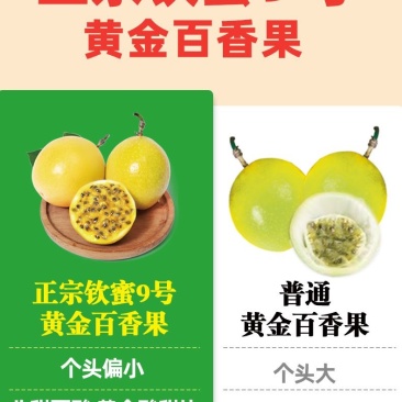 钦秘9号黄金百香果