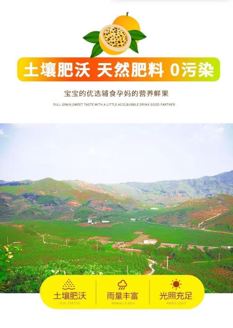 钦秘9号黄金百香果