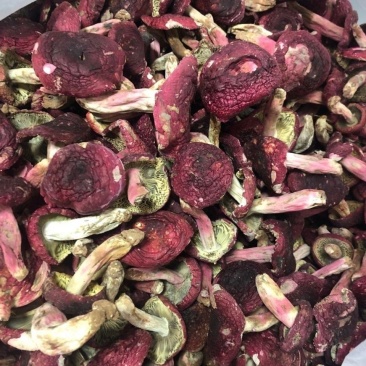 正宗月子红菇干货大红菌红椎菌干货