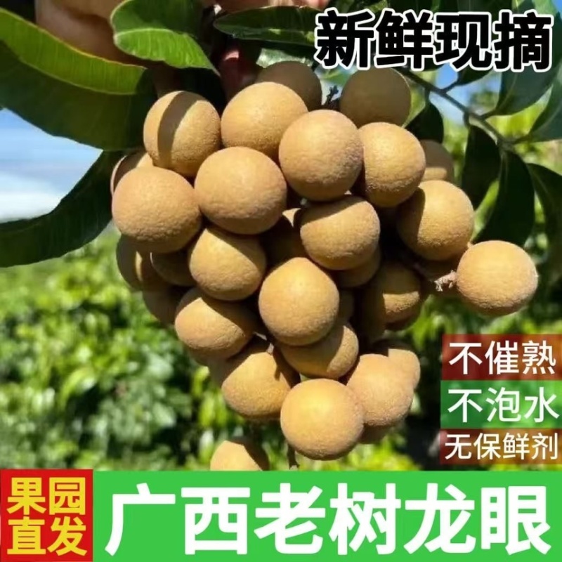 龙眼