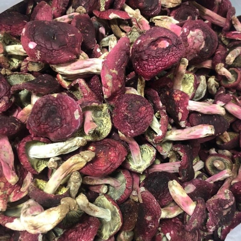 正宗月子红菇干货大红菌红椎菌干货