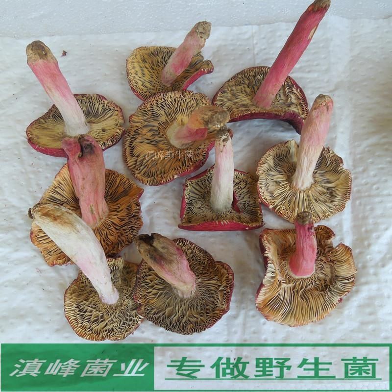 正宗月子红菇干货大红菌红椎菌干货