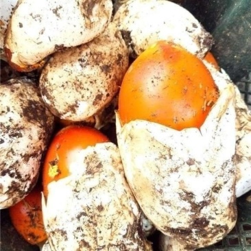 【源头直供】特级新鲜鹅蛋菌甘孜高山野生菌肉质肥厚餐