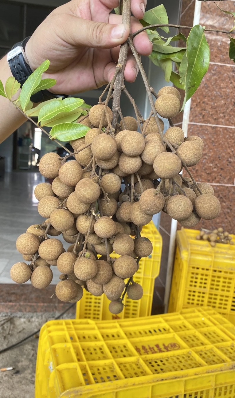 龙眼