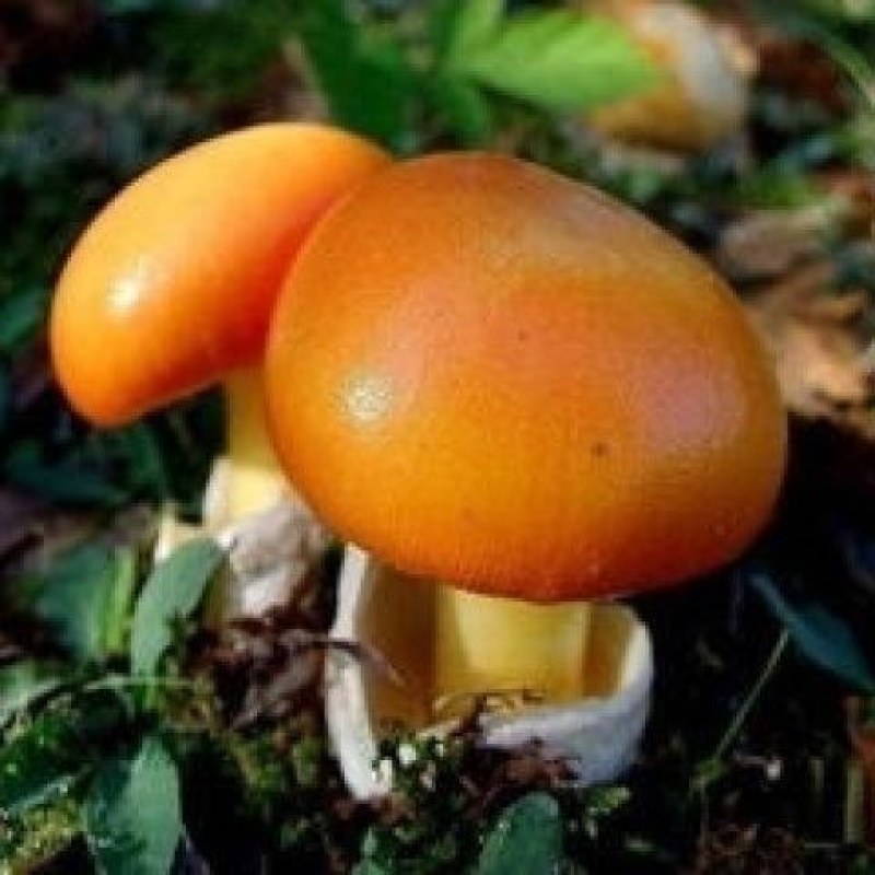 【源头直供】特级新鲜鹅蛋菌甘孜高山野生菌肉质肥厚餐
