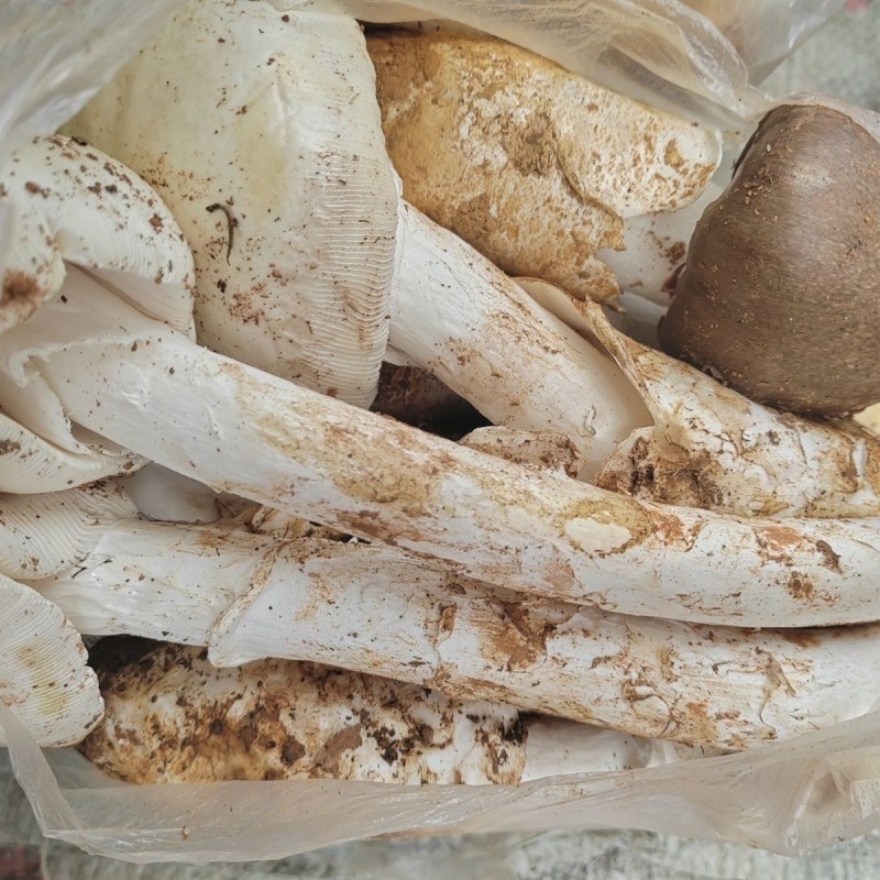 【源头直供】特级新鲜鹅蛋菌甘孜高山野生菌肉质肥厚餐
