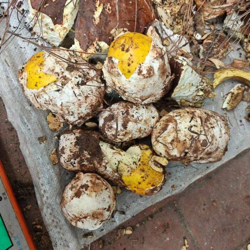 【源头直供】特级新鲜鹅蛋菌甘孜高山野生菌肉质肥厚餐