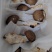 【源头直供】特级新鲜鹅蛋菌甘孜高山野生菌肉质肥厚餐