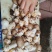 【源头直供】特级新鲜鹅蛋菌甘孜高山野生菌肉质肥厚餐