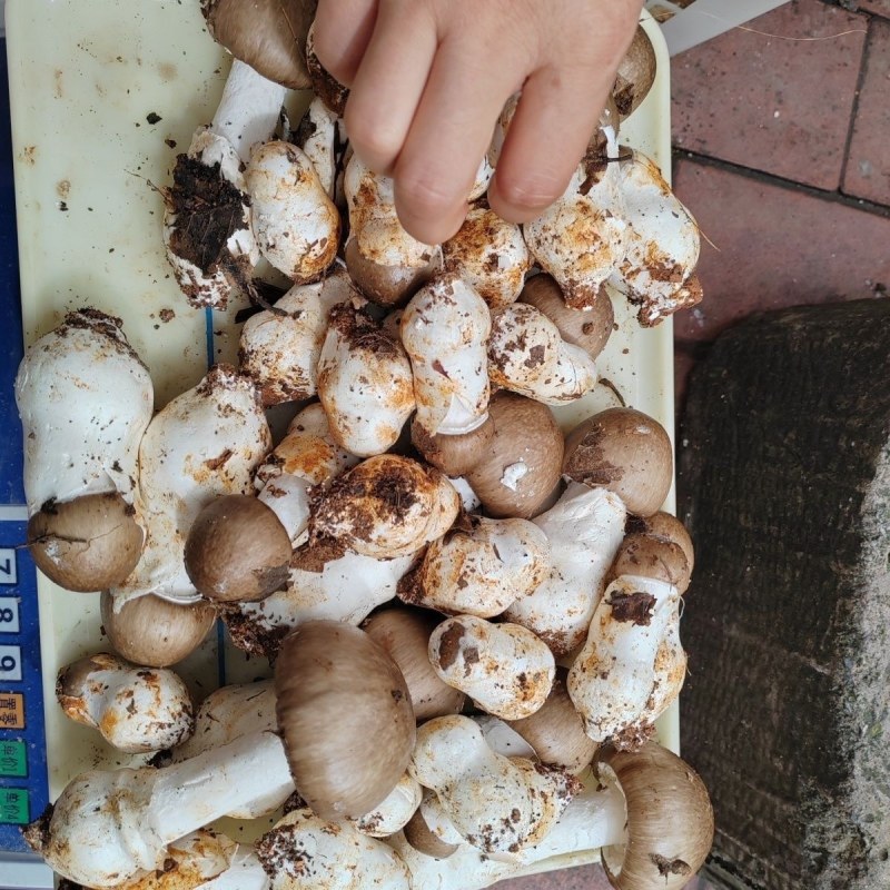 【源头直供】特级新鲜鹅蛋菌甘孜高山野生菌肉质肥厚餐