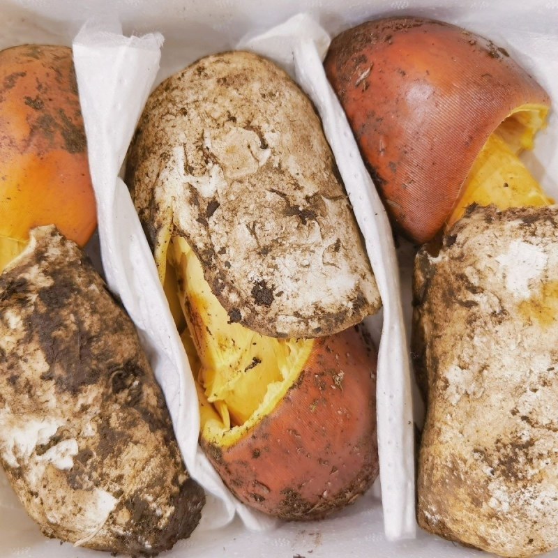 【源头直供】特级新鲜鹅蛋菌甘孜高山野生菌肉质肥厚餐