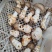 【源头直供】特级新鲜鹅蛋菌甘孜高山野生菌肉质肥厚餐