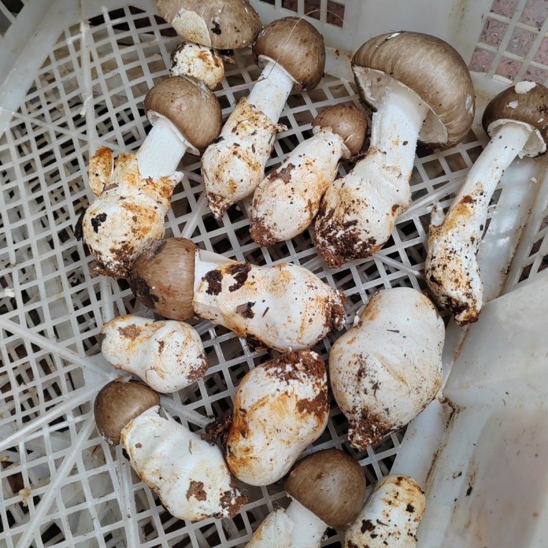 【源头直供】特级新鲜鹅蛋菌甘孜高山野生菌肉质肥厚餐