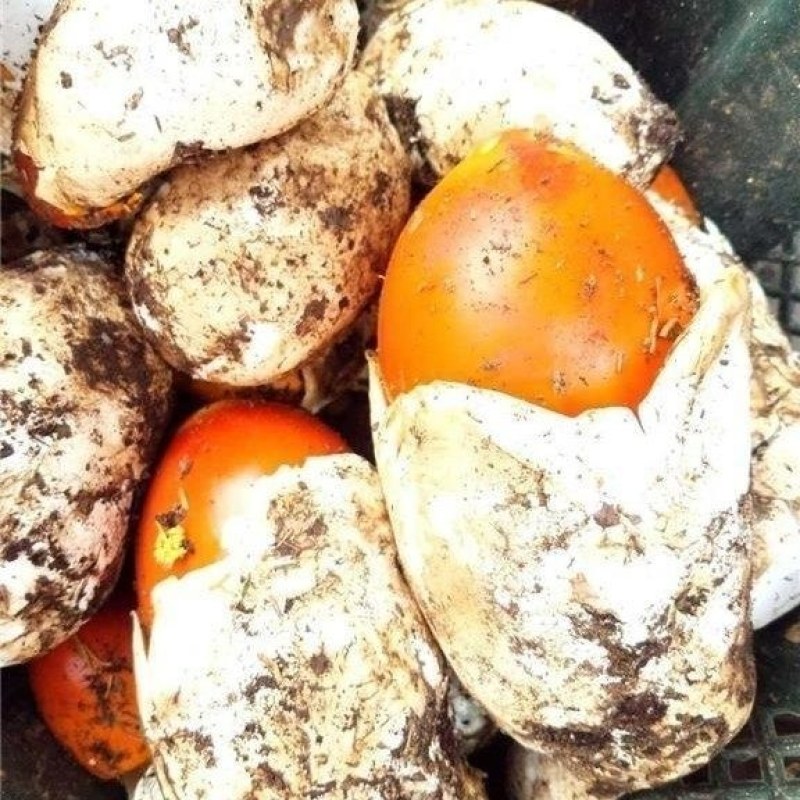 【源头直供】特级新鲜鹅蛋菌甘孜高山野生菌肉质肥厚餐