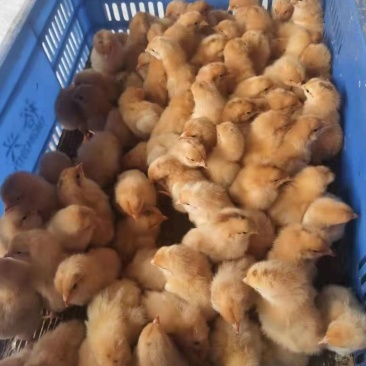 贵妃鸡苗