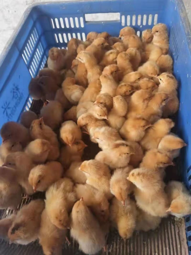 贵妃鸡苗