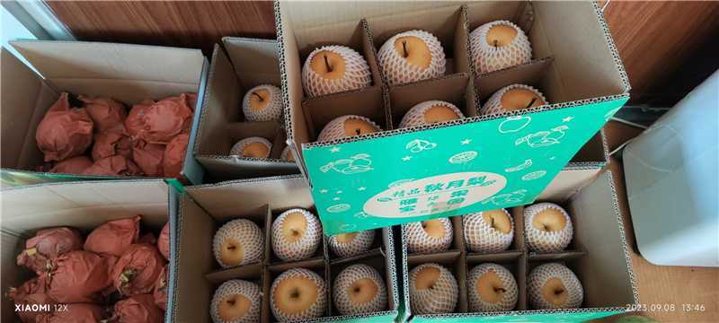安徽秋月梨产地货源充足需要提前联系全国发货量大从优